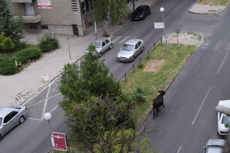 Кърджали-Градът на свещените крави