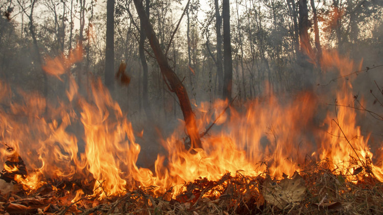 Огън влезе в дворовете на къщите в село Райново