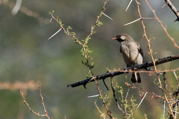 Учените трогнати от връзката на малка птичка и събирачите на мед