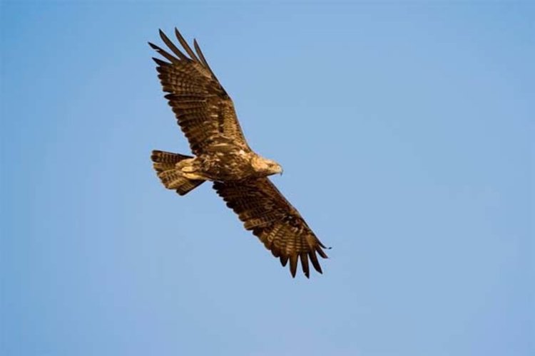 Спасяват царския орел от токови удари