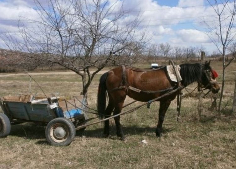 Подплашен кон обърна каруца и уби водача