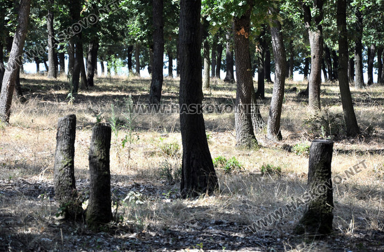 Мургав дървосекач от сивия сектор обяснява насред гората, че отива за риба