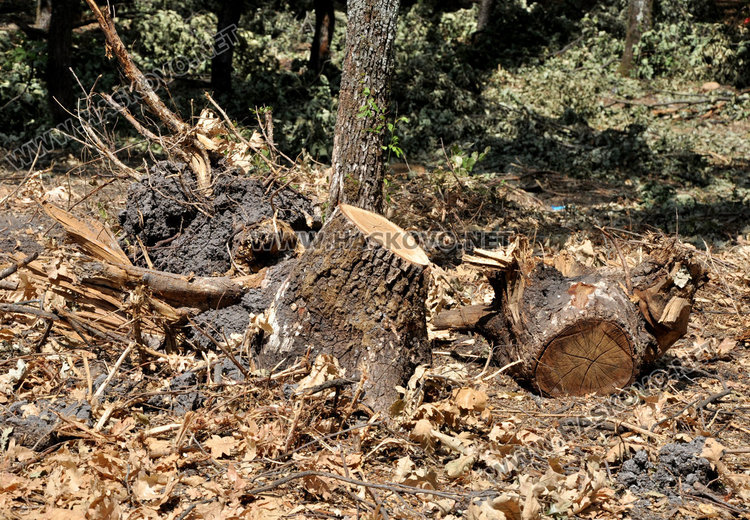 Баровски жилищен комплекс на 50 дка издигат в Кенана (обновена)