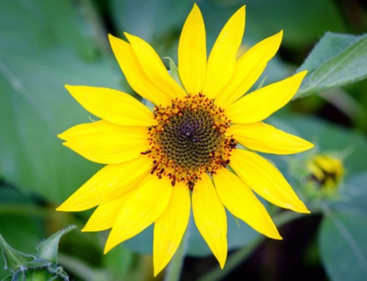 Слънчево и горещо, термометърът леко тръгва надолу