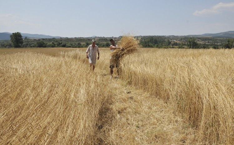 Хасковски фотограф реди изложба в поле от лимец