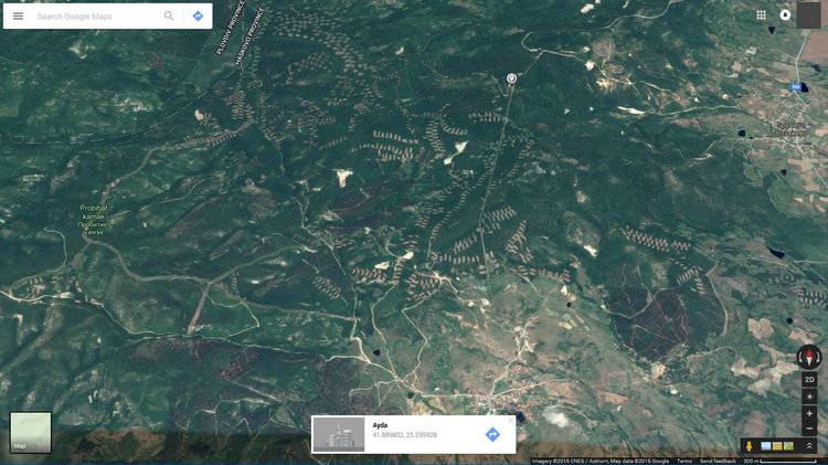 Мистерия покрай изсичането в гората в Баните-санитарно почистване