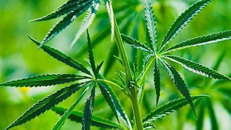 Спипаха кърджалиец, отглеждал марихуана в дома си