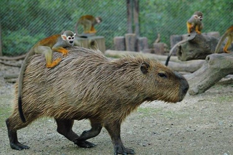 Черно коте прави масаж на най-големия гризач (видео)