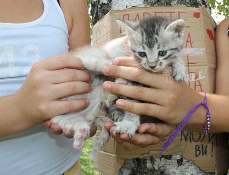 Димитровградски деца организираха акция за спасяване на малки котета