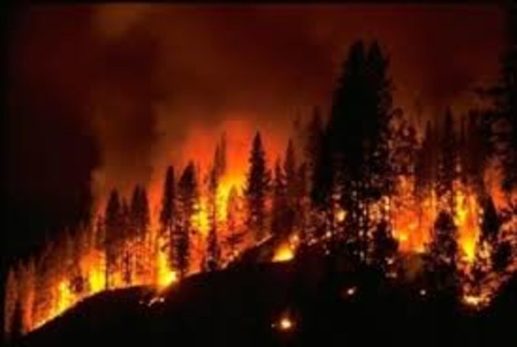 100 дка иглолистна гора гори край Ардино