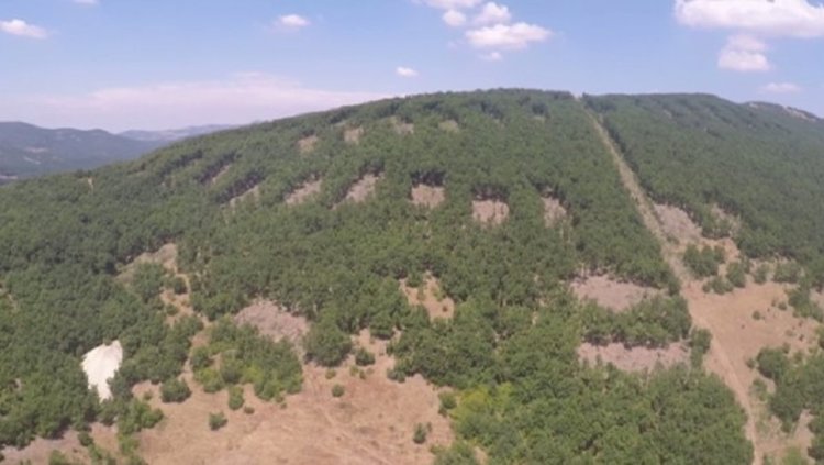 Дирекцията по горите в Кърджали състави 18 акта лесовъди за сечта в Сърница