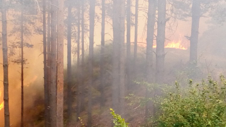 Цвета Караянчева благодари на службите, участвали в потушаването на пожара край Ардино