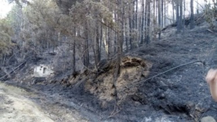 Войската се включи в гасенето на пожара в Ардинско