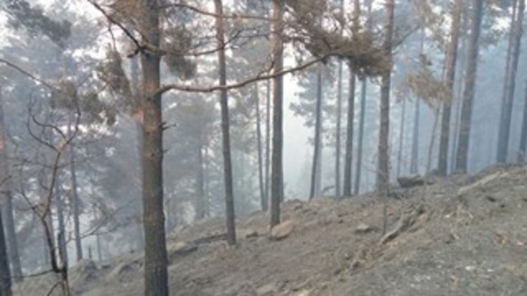 Войската се включи в гасенето на пожара в Ардинско