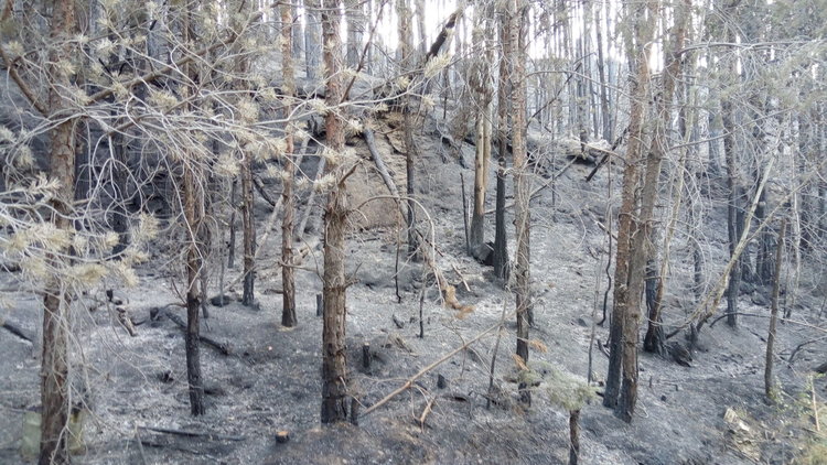 Пожарът в Ардинско изпепели гори за над 2 млн.лева