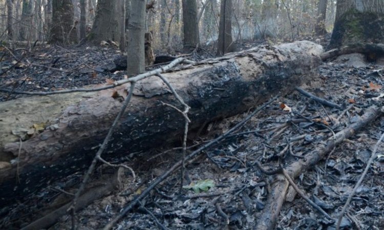 Двама задържани за пожара в Ардино