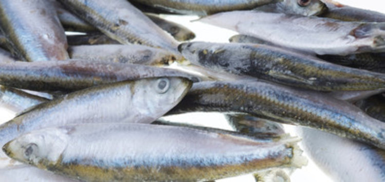 Пътят на рибата – от морето до тигана