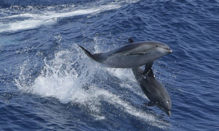 Дронове ще следят популацията на китове и делфини в Хавай