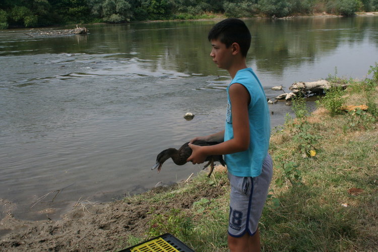 Стотици патици и фазани полетяха в ловните райони