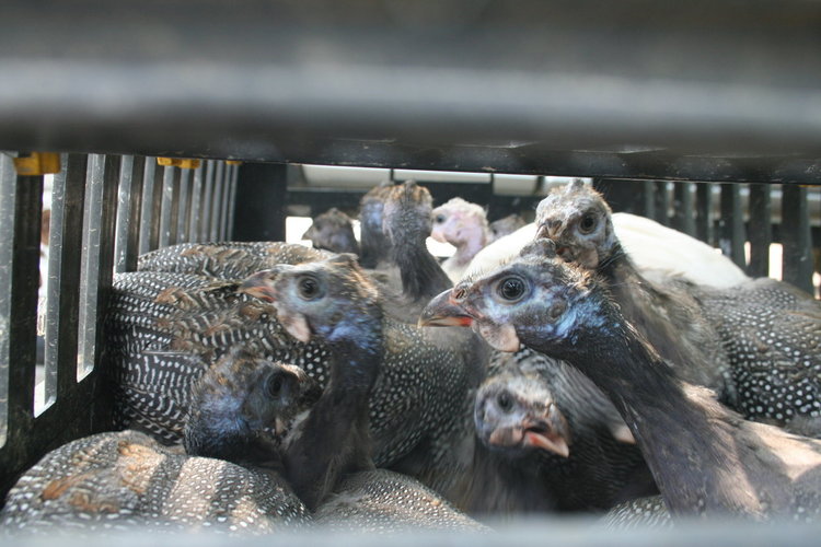 Стотици патици и фазани полетяха в ловните райони