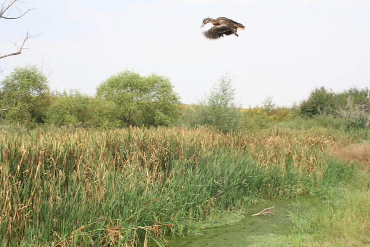 Стотици патици и фазани полетяха в ловните райони