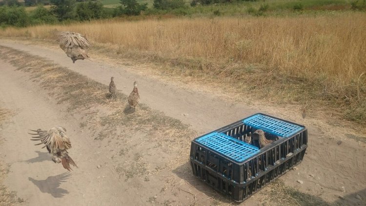 Стотици патици и фазани полетяха в ловните райони
