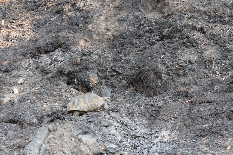 Костенурка се спасява от пожара край Ардино
