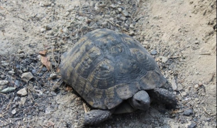 Костенурка се спасява от пожара край Ардино