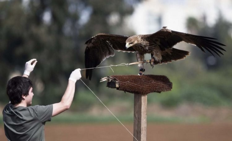 EVN получи междунородно признание за опазването на царския орел