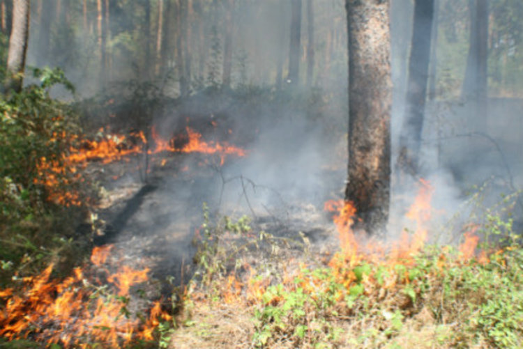Локализиран е пожарът в Хасковско близо до границата с Турция