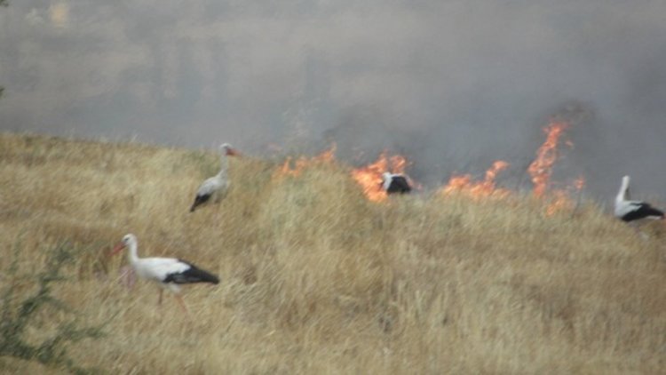 В 7 области на страната е обявен червен индекс за пожароопасност