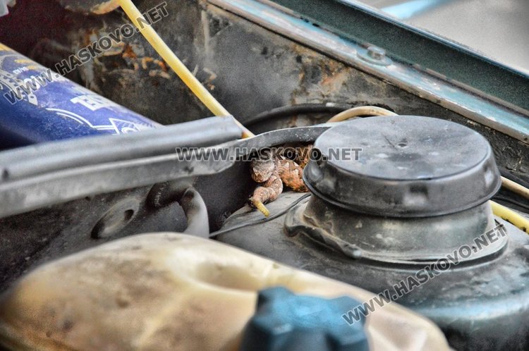 снимки:архив СмолянБГвести.нет