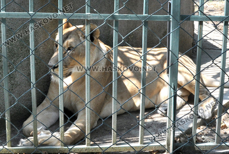 Кравите на Георги Иванов отидоха зад решетките в Зоокъта
