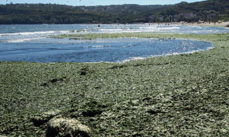 Плажовете позеленяха и замирисаха от водорасли