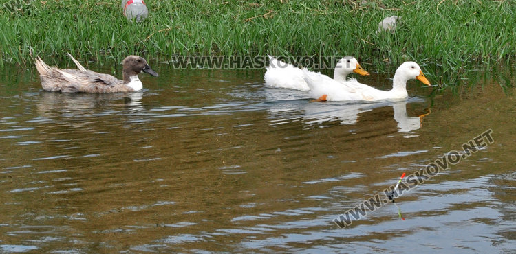 Рибарски идилии насред лебедово езеро в „Република“
