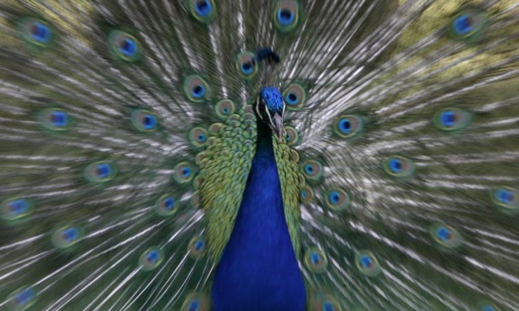 Британско село гони тероризиращ го паун към Шотландия