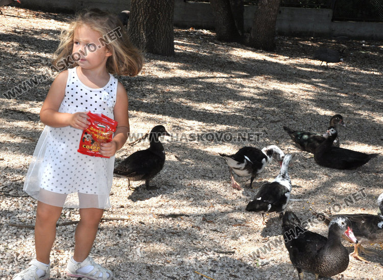 Бебе муфлонче радва децата в Зоопарка в Хасково