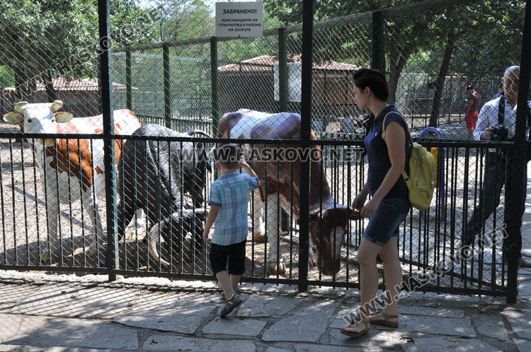 Бебе муфлонче радва децата в Зоопарка в Хасково