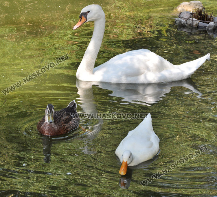 Бебе муфлонче радва децата в Зоопарка в Хасково