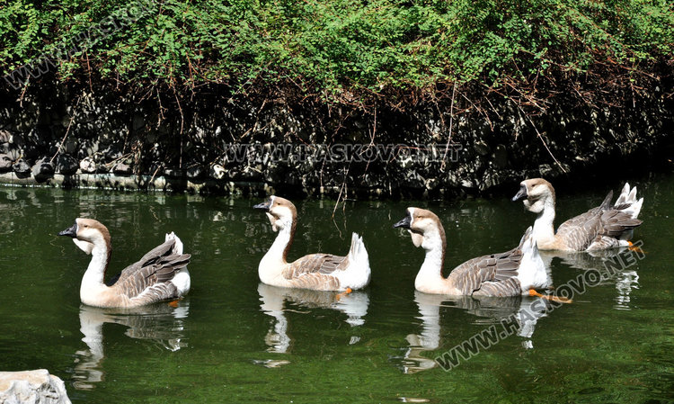 Бебе муфлонче радва децата в Зоопарка в Хасково