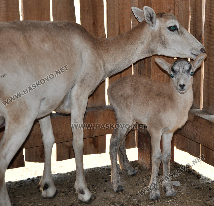 бебето муфлон и майка му