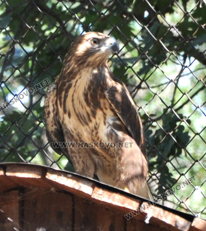 Малкият мишелов