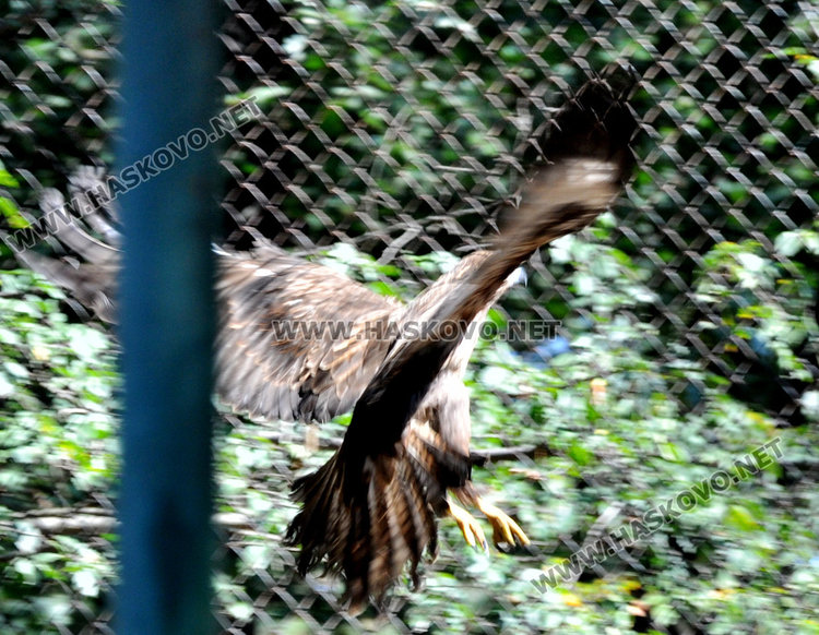 Бебе муфлонче радва децата в Зоопарка в Хасково