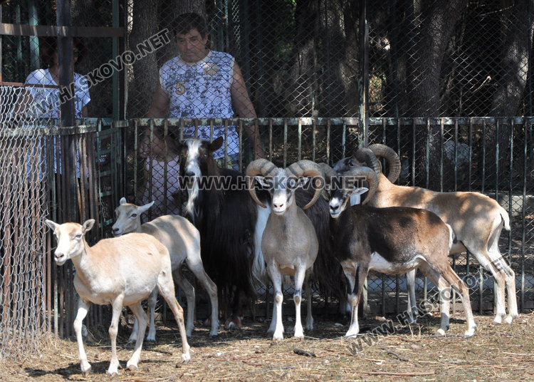 Бебе муфлонче радва децата в Зоопарка в Хасково