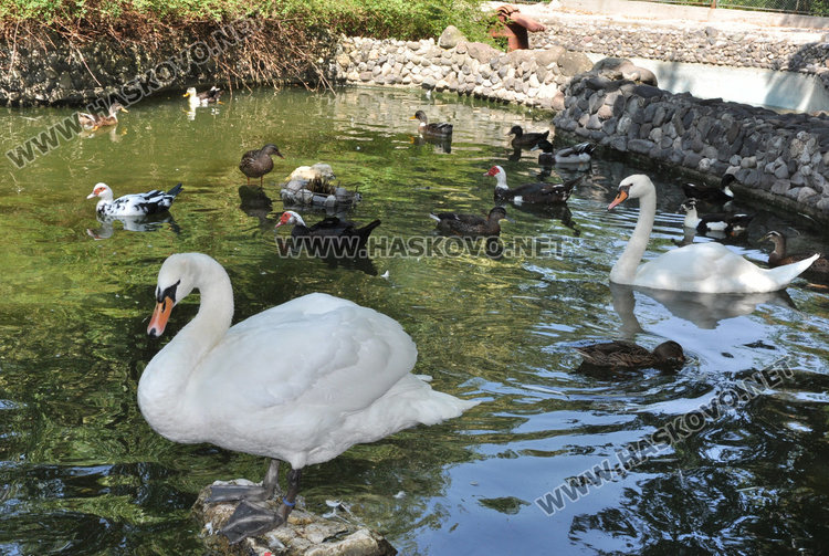 Бебе муфлонче радва децата в Зоопарка в Хасково