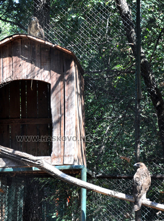 Бебе муфлонче радва децата в Зоопарка в Хасково