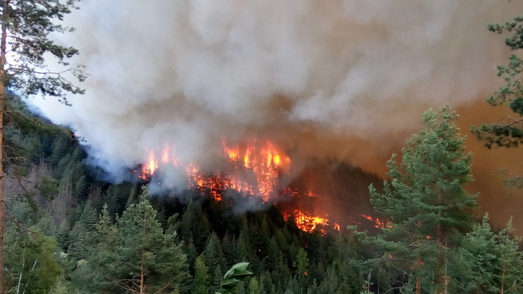 Горското в Ардино: Благодарим на всички, спасихте гората и хората от пожара