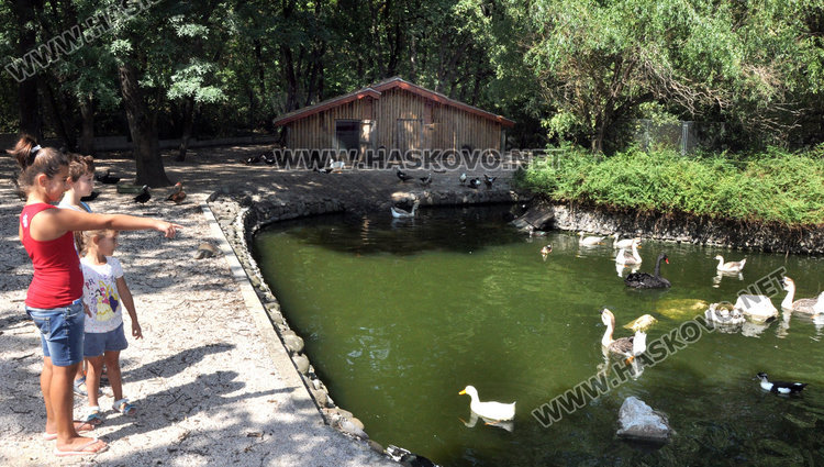 Бебе муфлонче радва децата в Зоопарка в Хасково