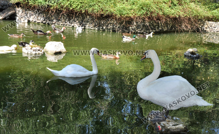 Бебе муфлонче радва децата в Зоопарка в Хасково