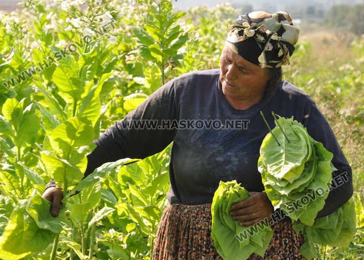Комбайнът ще заменя берачките